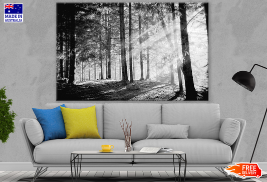 Forest Photograph B&W Print 100% Australian Made