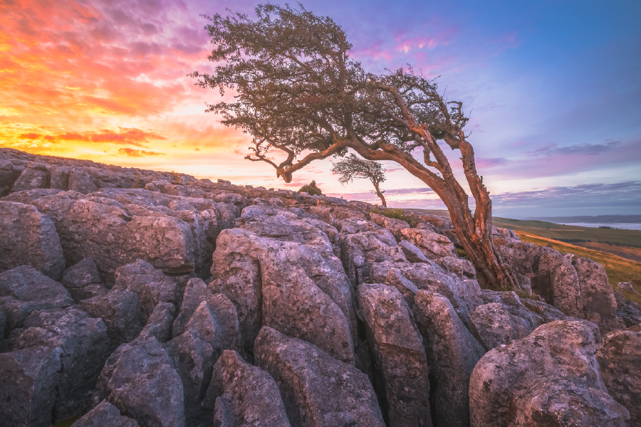 Tree On Rock & Sunset View Print 100% Australian Made