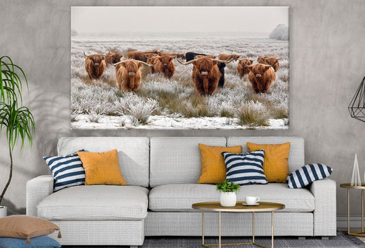 Brown Highland Cow Herd Print 100% Australian Made