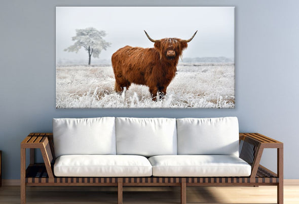 Brown Highland Cow Standing On Grass Print 100% Australian Made