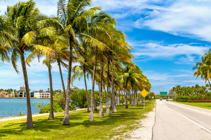 Road & Palm Trees River View Photograph Print 100% Australian Made