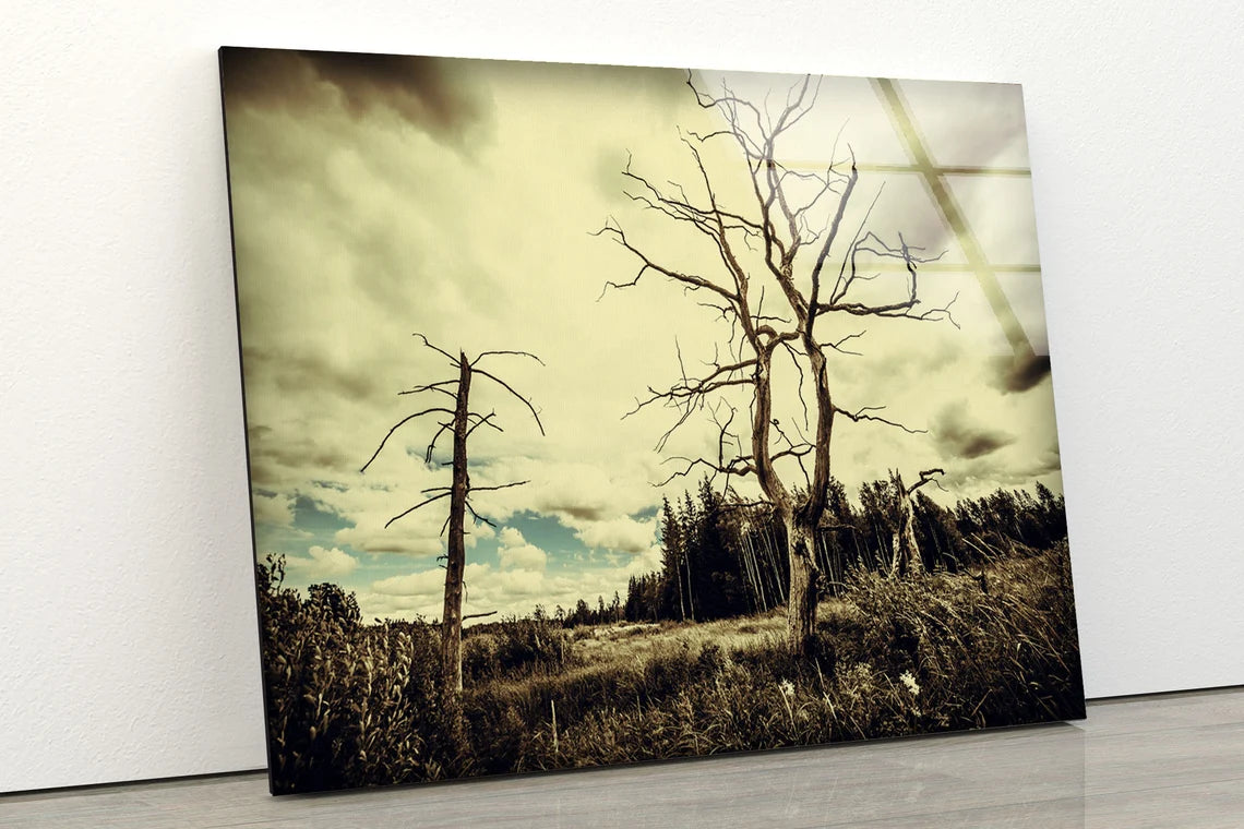 Dead Tree & Forest Photograph Acrylic Glass Print Tempered Glass Wall Art 100% Made in Australia Ready to Hang