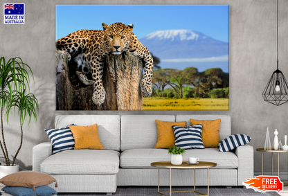 Leopard Laying On A Rock Mountain View Photograph Print 100% Australian Made