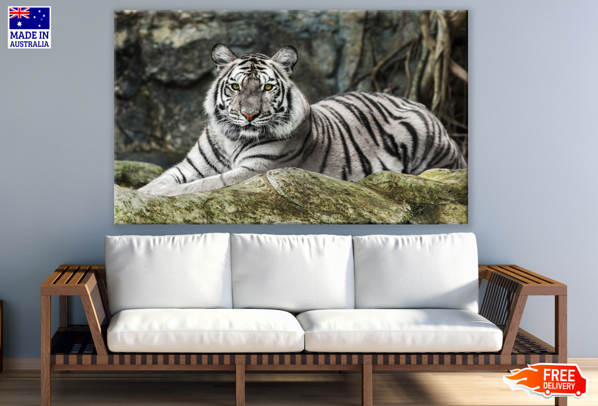 White Bengal Tiger Photograph Print 100% Australian Made