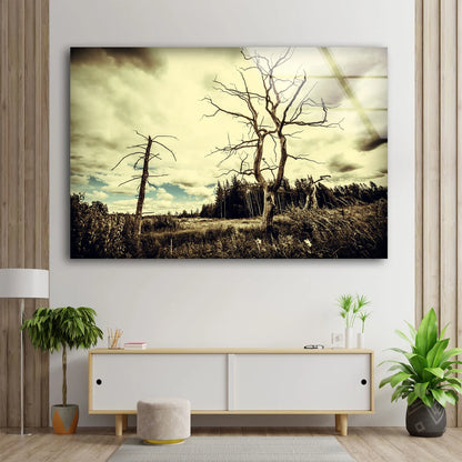 Dead Tree & Forest Photograph Acrylic Glass Print Tempered Glass Wall Art 100% Made in Australia Ready to Hang