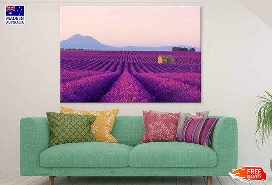 Blooming Lavender Field View Photograph Print 100% Australian Made