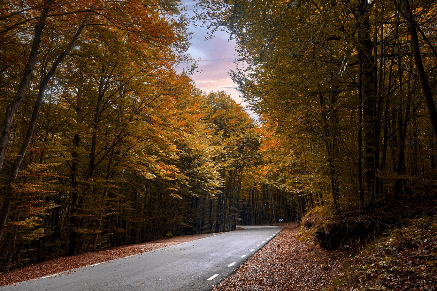 Road & Autumn Tree Forest Photograph Print 100% Australian Made