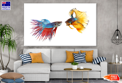 Fighter Fish Couple Photograph Print 100% Australian Made