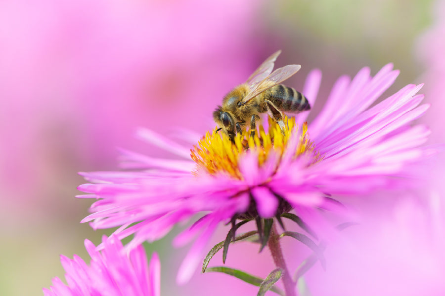 Bee On Pink Daisy Flower View Photograph Print 100% Australian Made