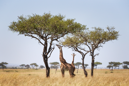 Giraff Herd Under The Trees View Print 100% Australian Made