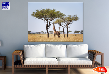 Giraff Herd Under The Trees View Print 100% Australian Made