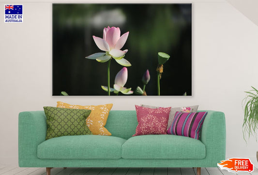 White Pink Lotus Flower Plant Photograph Print 100% Australian Made