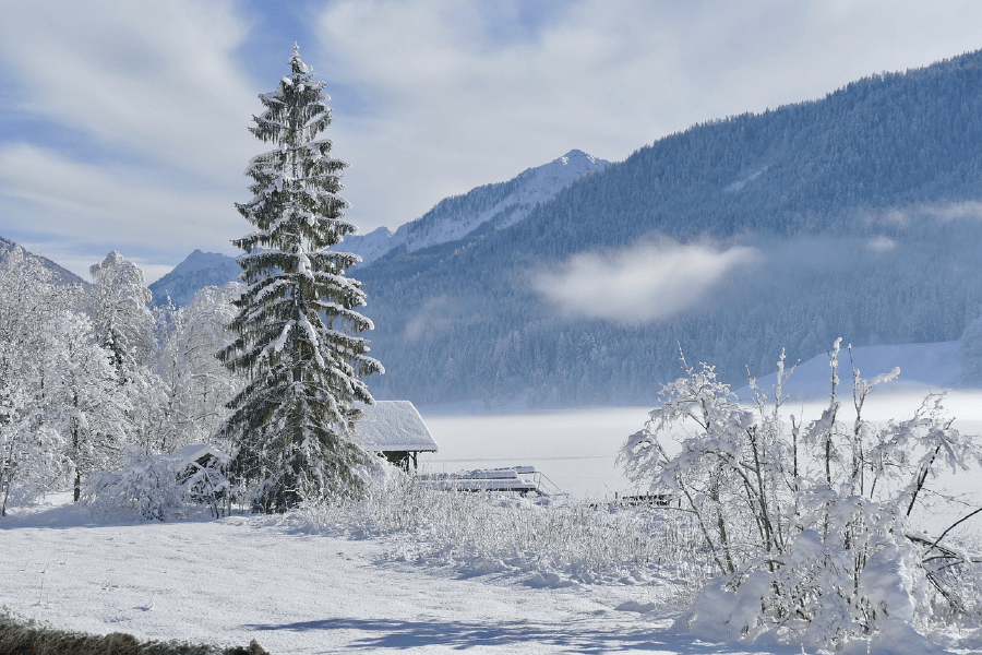 Snow Covered Tree & Mountains Photograph Print 100% Australian Made