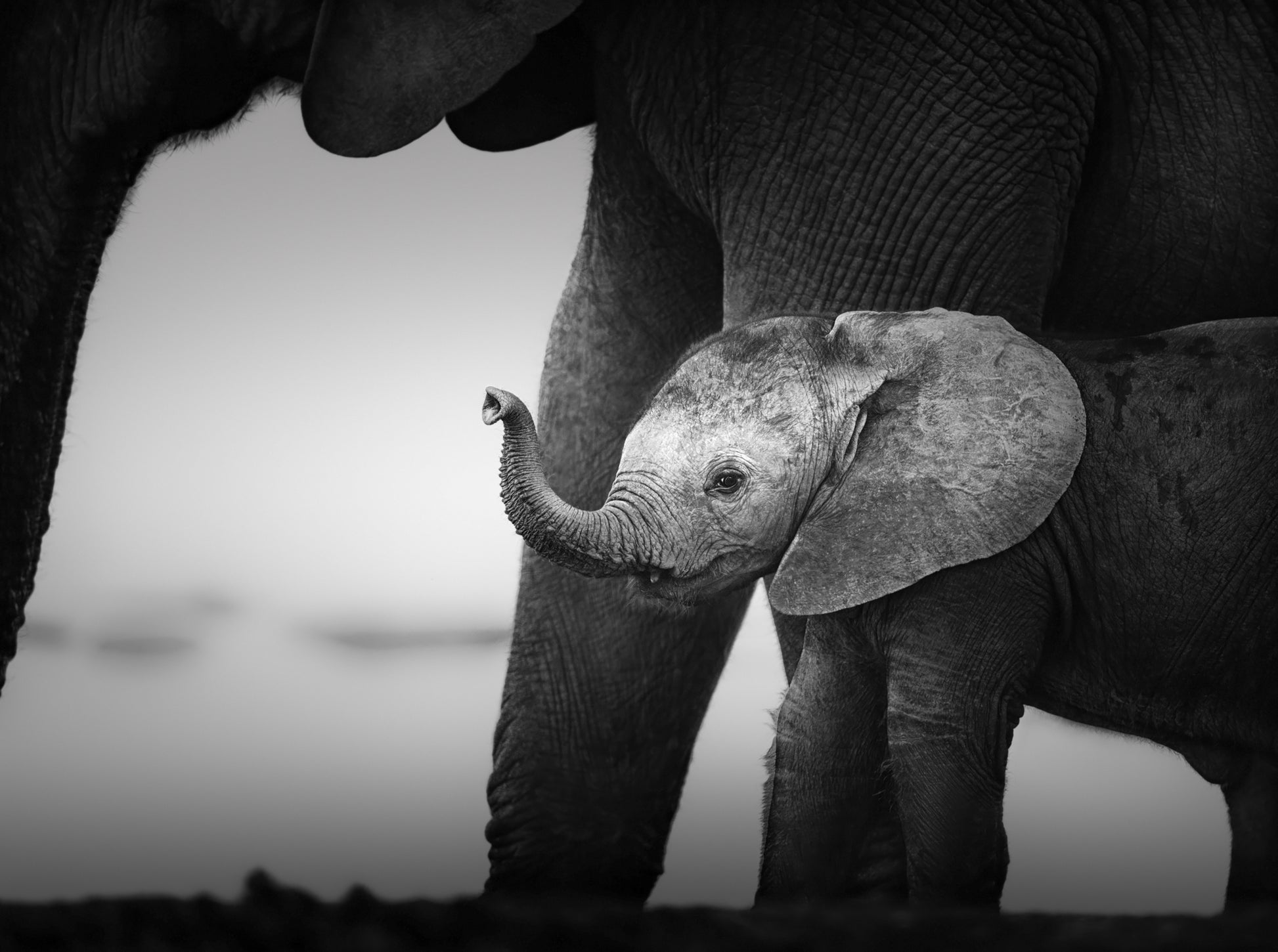 Baby Elephant B&W Photograph Print 100% Australian Made