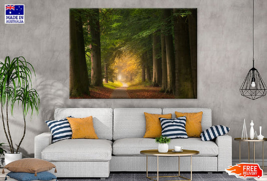 Forest Pathway & Big Green Trees Photograph Print 100% Australian Made