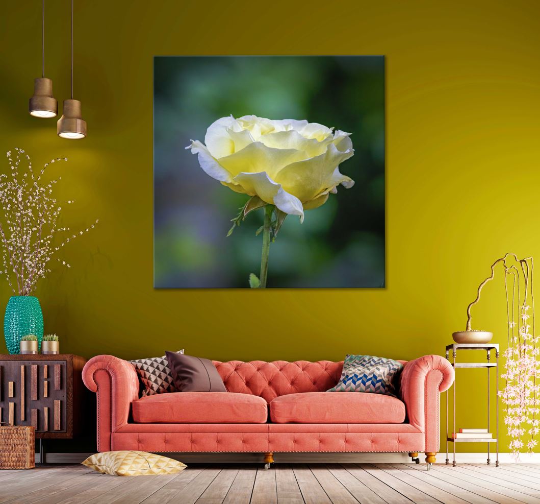 Square Canvas White Yellow Rose Flower View High Quality Print 100% Australian Made