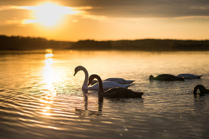 Swans on the Lake During Sunset View Photograph Home Decor Premium Quality Poster Print Choose Your Sizes