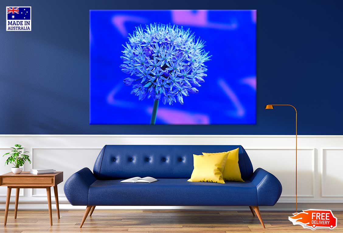 Blue Garlic Flower Closeup View Photograph Print 100% Australian Made