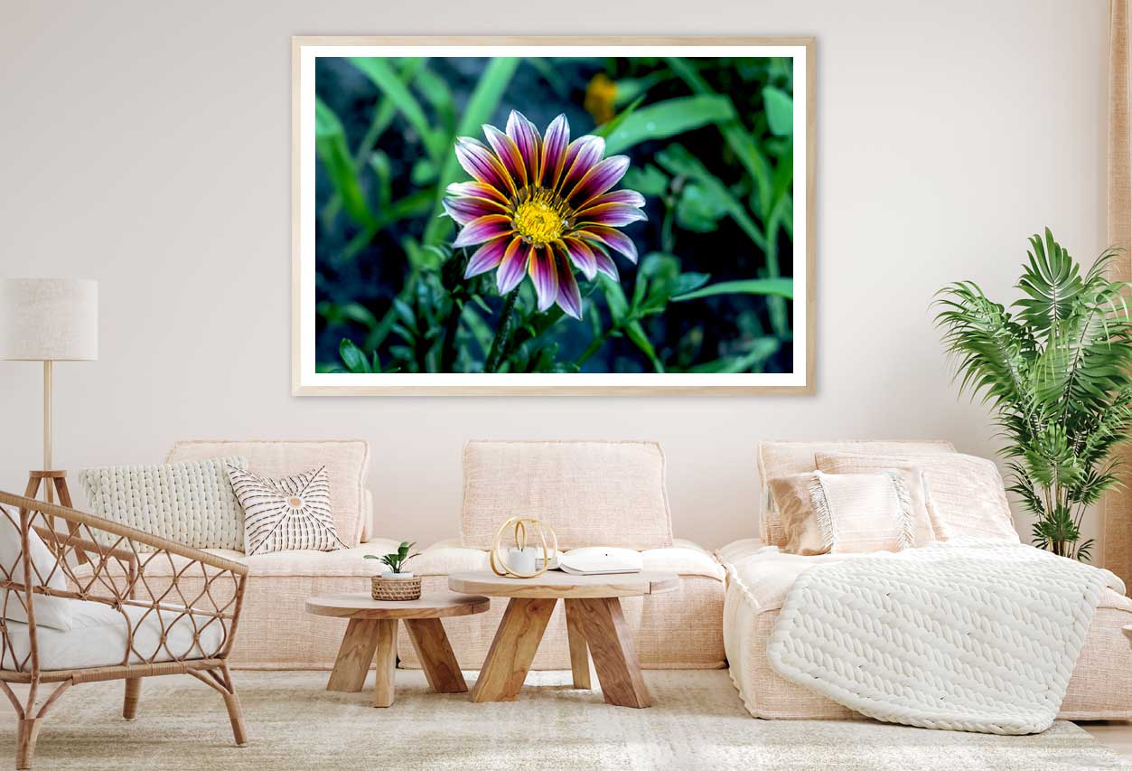 Osteospermum Flower Closeup View Photograph Home Decor Premium Quality Poster Print Choose Your Sizes