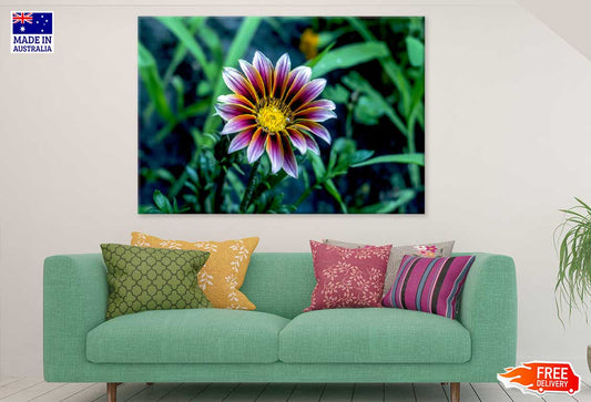 Osteospermum Flower Closeup View Photograph Print 100% Australian Made