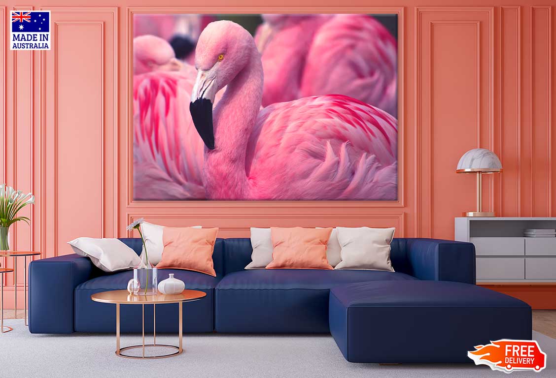 Pink Chilean Flamingo Photograph Print 100% Australian Made