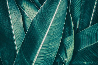 Palm Leaves Closeup Photograph Print 100% Australian Made