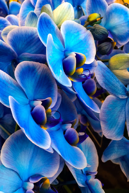 Blue Mystique Orchid Closeup View Photograph Print 100% Australian Made