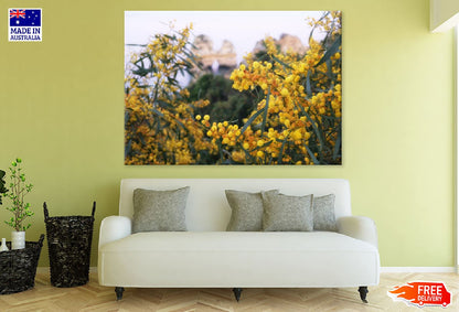 Yellow Mimosa Tree View Photograph Print 100% Australian Made