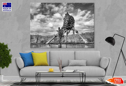 Giraffe Drinking Water B&W View Photograph Print 100% Australian Made