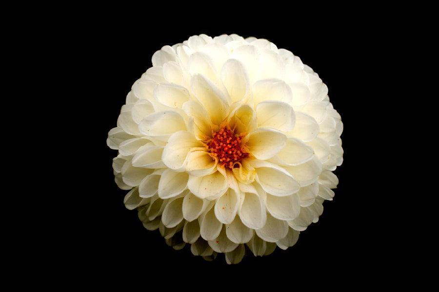 White Dahlia Flower on Dark View Photograph Home Decor Premium Quality Poster Print Choose Your Sizes