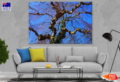 Birch Tree Branches View From Below Print 100% Australian Made