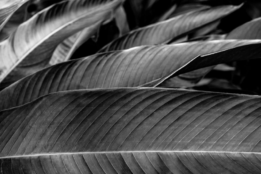 Banana Palm Leaf B&W Photograph Print 100% Australian Made