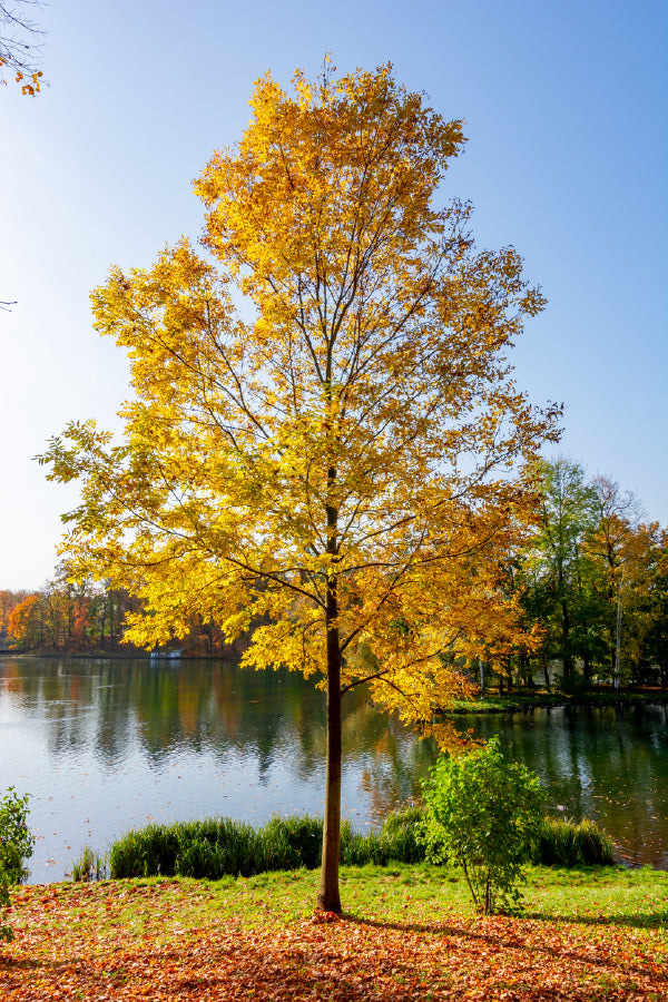 Yellow Autumn Tree near Lake View Photograph Home Decor Premium Quality Poster Print Choose Your Sizes