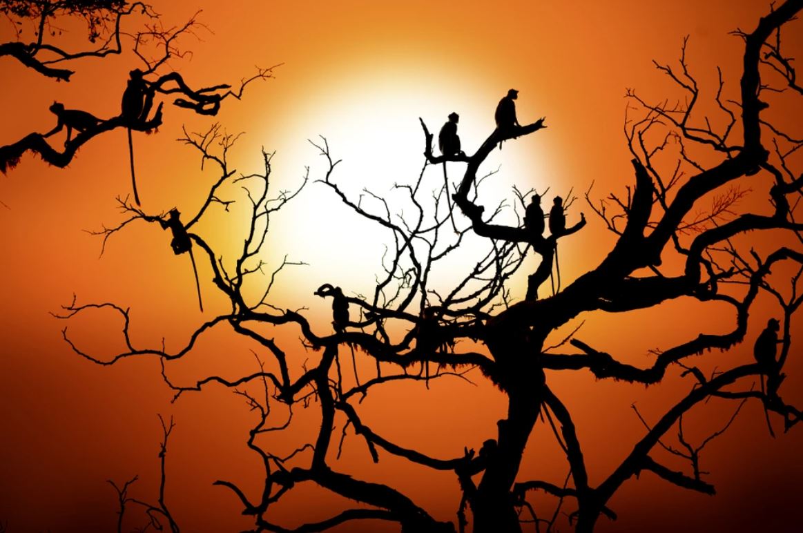 Monkeys on Tree Sunset Photograph Home Decor Premium Quality Poster Print Choose Your Sizes