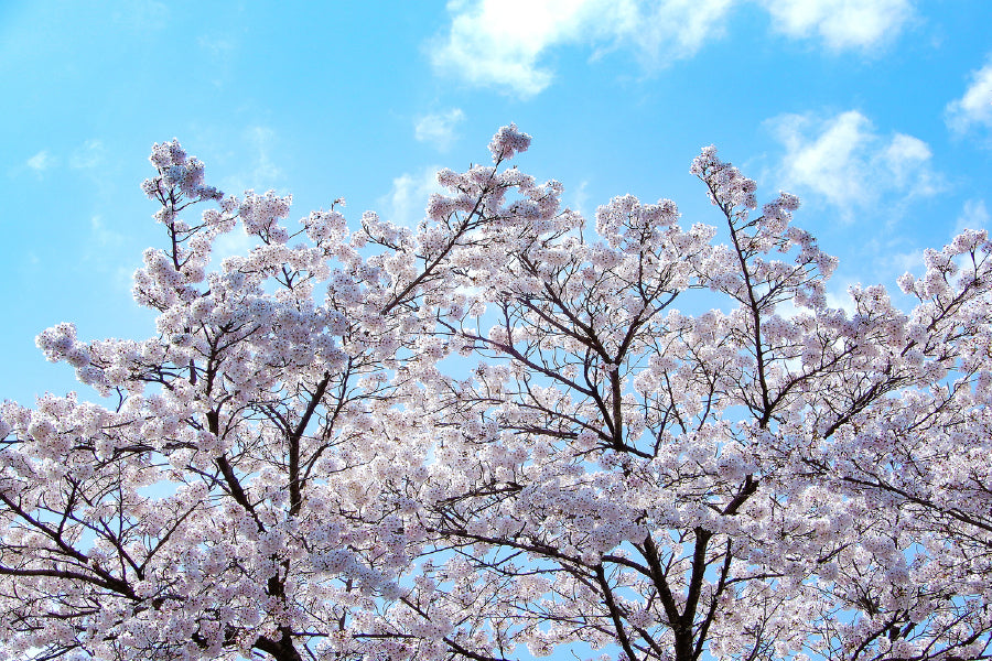 White Sakura Tree & Blue Sky View Photograph Print 100% Australian Made