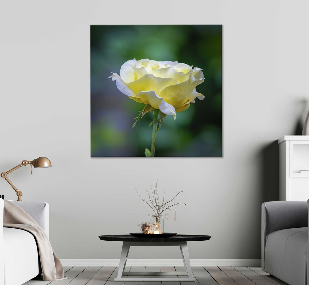 Square Canvas White Yellow Rose Flower View High Quality Print 100% Australian Made