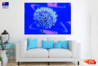 Blue Garlic Flower Closeup View Photograph Print 100% Australian Made