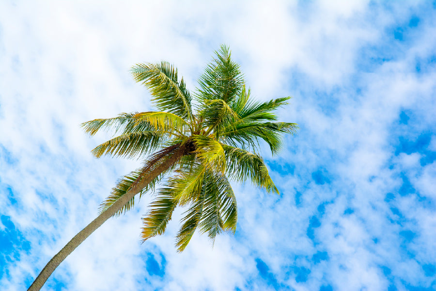 Palm Trees & Cloudy Blue Sky Photograph Print 100% Australian Made