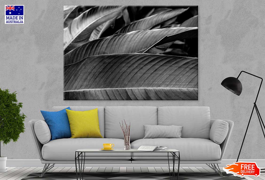 Banana Palm Leaf B&W Photograph Print 100% Australian Made