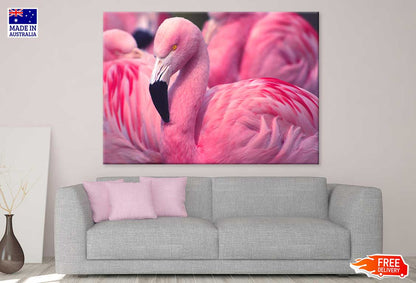 Pink Chilean Flamingo Photograph Print 100% Australian Made