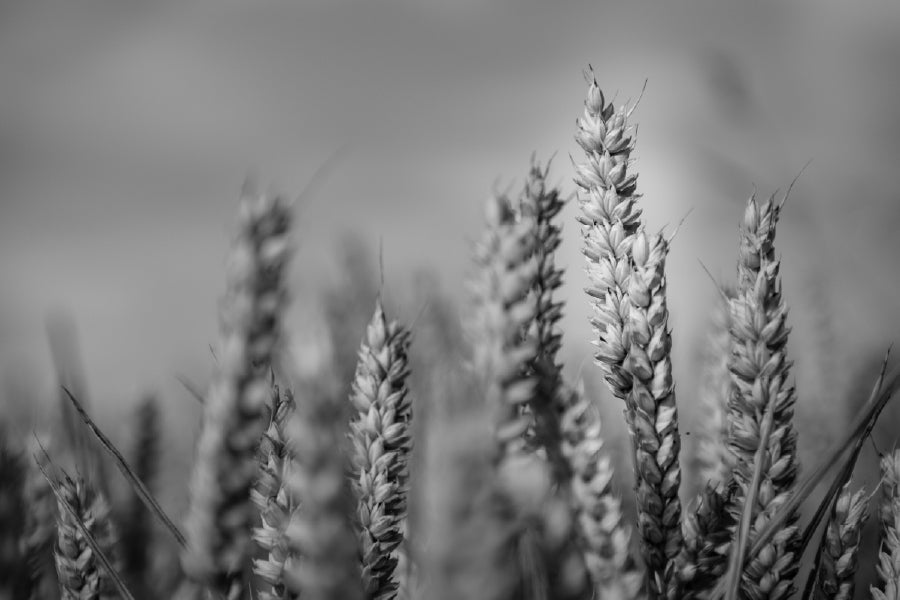 Wheat Plant Closeup B&W View Photograph Print 100% Australian Made