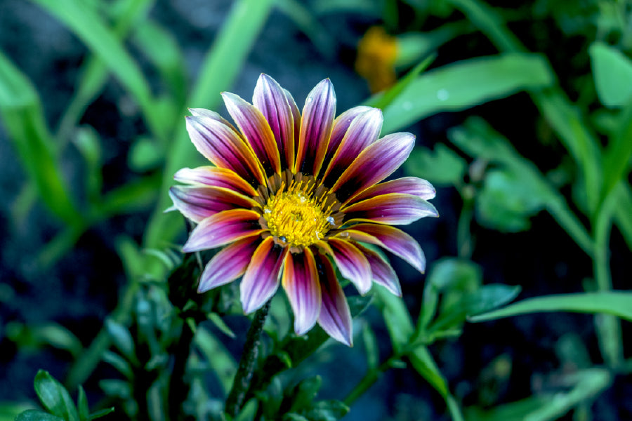 Osteospermum Flower Closeup View Photograph Home Decor Premium Quality Poster Print Choose Your Sizes