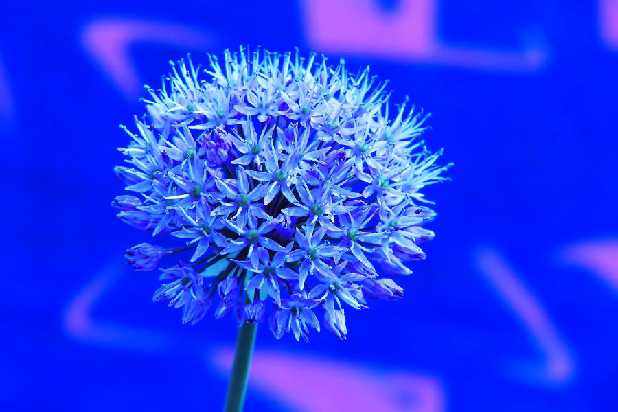 Blue Garlic Flower Closeup View Photograph Home Decor Premium Quality Poster Print Choose Your Sizes