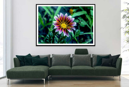 Osteospermum Flower Closeup View Photograph Home Decor Premium Quality Poster Print Choose Your Sizes