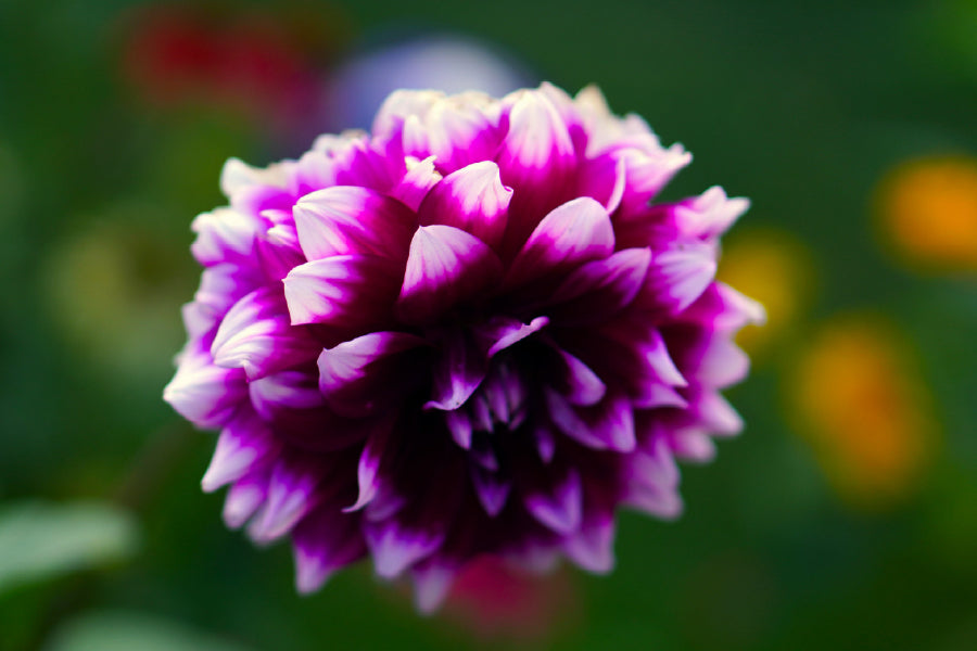 Purple Flower Photograph Print 100% Australian Made