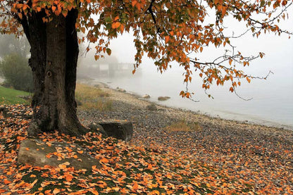 Autumn Tree Near Misty Lake Photograph Print 100% Australian Made