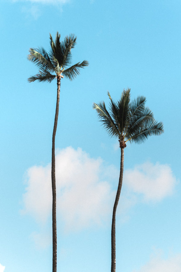 Tall Palm Trees & Blue Sky View Photograph Print 100% Australian Made