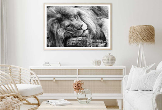 Laying Lion B&W View Photograph Home Decor Premium Quality Poster Print Choose Your Sizes