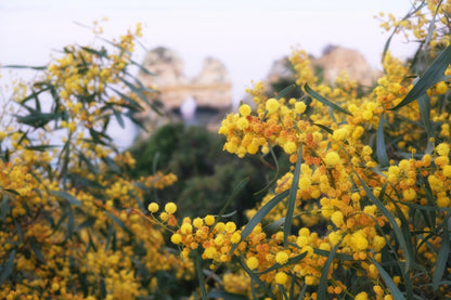 Yellow Mimosa Tree View Photograph Print 100% Australian Made