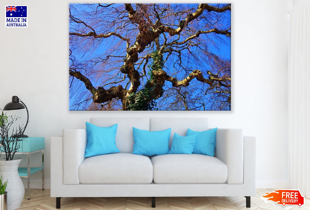 Birch Tree Branches View From Below Print 100% Australian Made